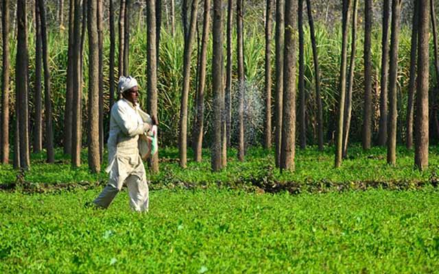 India mulls decontrolling urea import