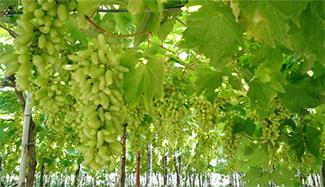 Temasek could make a neat profit in Godrej Agrovet IPO