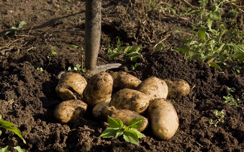 Accel, others pump fresh funds into B2B marketplace Ninjacart