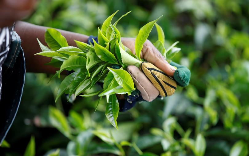 Mcleod Russel to fully exit Rwanda tea estate