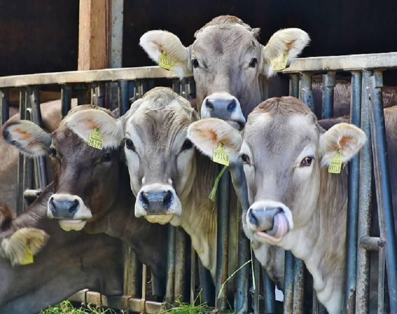 Lactalis to buy Prabhat Dairy's milk business in third India acquisition