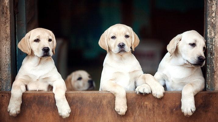 Fireside-backed pet-care startup Supertails in talks for fresh funding