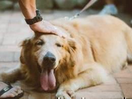 Fireside Ventures set to invest $10 mn in VC-backed pet care platform